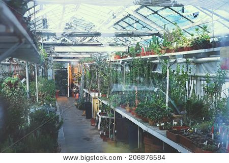 Greenhouse, Winter Garden