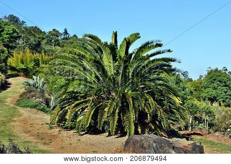 Encephalartos Plant Palm Evergreen