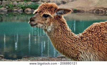 A Beautiful And Funny Brown Lama Smile