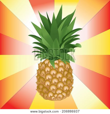 Detail vector illustration of ripe pineapple on colorful background.