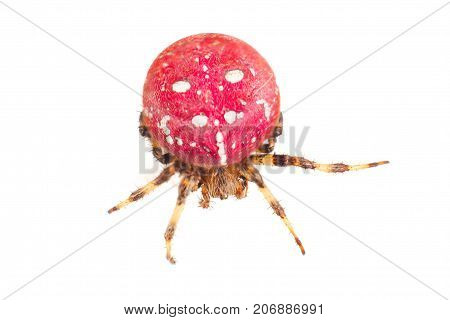 Red Spider. Large Red Spider With White Color Speck On Body. Isolated On White Background