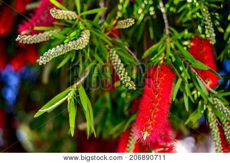 Red bottlebrush tree flowers blooming with flower buds on a bright spring day in South Australia