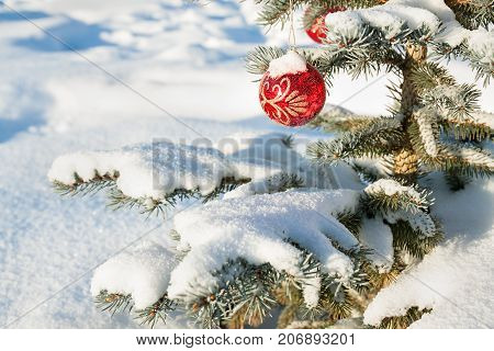 winter landscape with Christmas fir tree decoration red ball and snow. holiday new year. close up branch Christmas fir tree decorated red ball