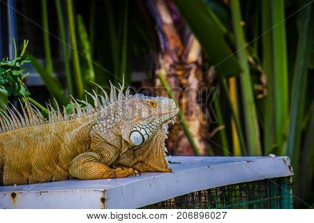 big Iguana Photo Close-up portrait Large Green