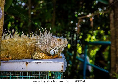 big Iguana Photo Close-up portrait Large Green