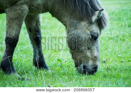 Grey horse eating green grass. Horse with mane ears eyes legs mouth and nose.