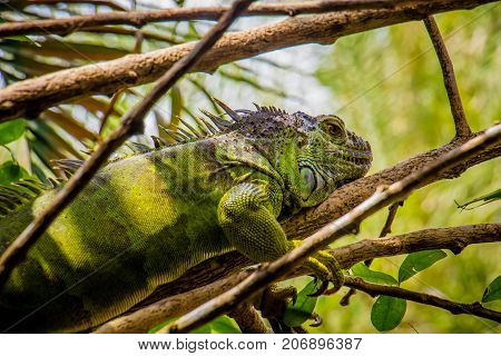 big Iguana Photo Close-up portrait Large Green