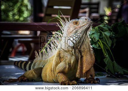 big Iguana Photo Close-up portrait Large Green