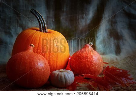Variuos pumpkins on rustic background - Thanksgiving, Halloween And Fall Background