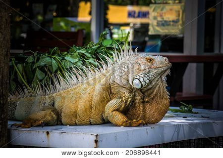 big Iguana Photo Close-up portrait Large Green