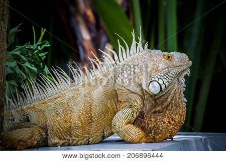 big Iguana Photo Close-up portrait Large Green