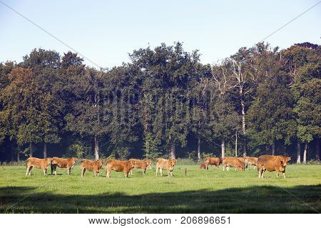 herd of limousin cows near forest om utrechtse heuvelrug near Doorn in holland
