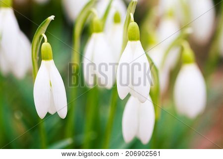 Closeup shot of fresh common snowdrops (Galanthus nivalis) blooming in the sunny day. Wild flowers field. Low deph of field