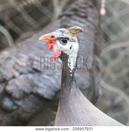 portrait of guinea fowl . In the park in nature