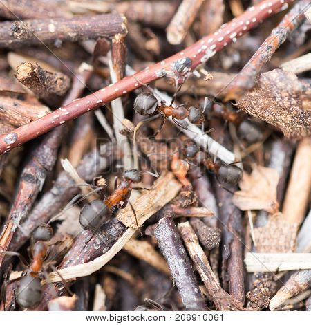 ants in nature. close-up . In the park in nature