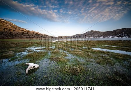 Amazing panorama of Omalos plateau with lake, snowy mountains, grass, cloudy blue sky,  skull of a goat, Lasithi, Crete