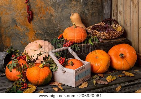 Autumn harvest: orange pumpkins peppers. grapes in a wicker basket in an old wooden storage room a brush of mountain ash a decorative box a rustic bucket