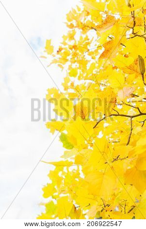 Vibrant yellow golden fall tree foliage close up
