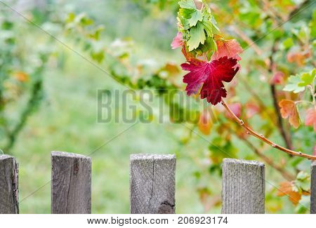 Red gooseberry leaf on a yellow-green background