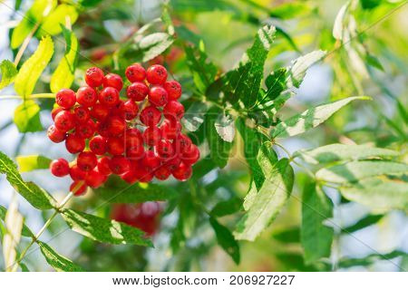 Rowan red berries and fresh green leaves with blue sky, shallow focus
