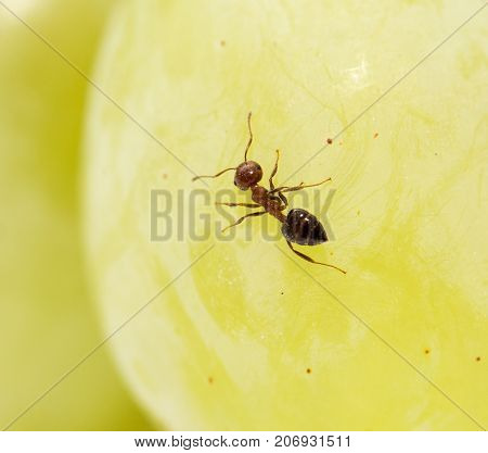 ant on green grapes. close-up . Photos in the studio
