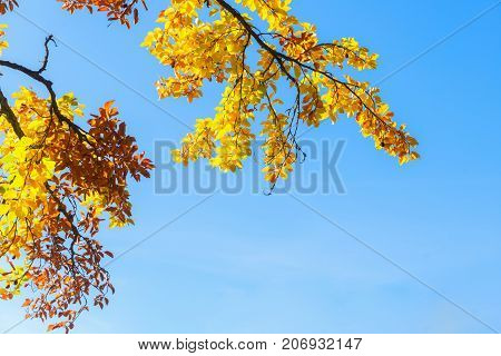 Vibrant yellow Walnut fall tree foliage with copy space on blue sky background