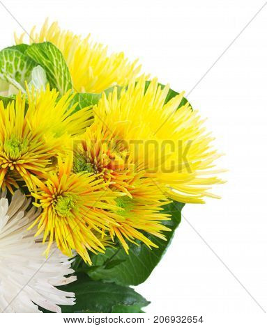 Chrisantemum fall green and yellow flowers bouquet close up isolated on white background