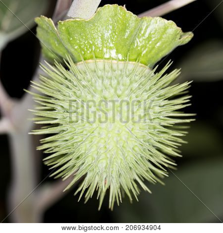 flower bud on a prickly plant . In the park in nature