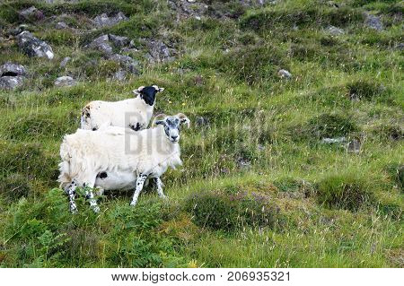 Scottish sheep grazing on the Isle of Skye