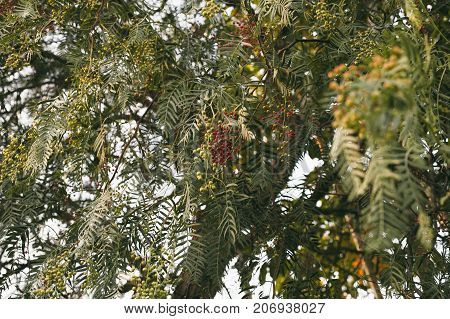 Schinus molle. California pepper tree. Peruvian pepper tree texture and background. Green leaves background of false pepper tree with red fruits. Close up view of false pepper tree leaves.