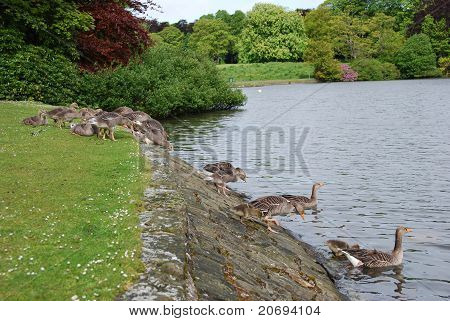 Gæs at indtaste Dam