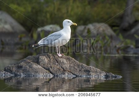 Adult Herring Gull (Larus argentatus) perched on a rock in late summer - Haliburton Ontario Canada