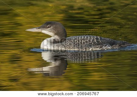 A Two-month Old Common Loon Chick And Its Reflection In Late Summer - Ontario, Canada