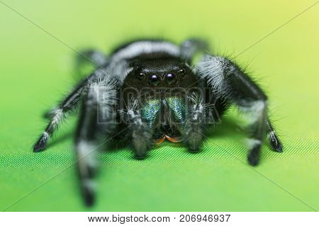 A close portrait of a beautiful jumping spider of species Phidippus regius