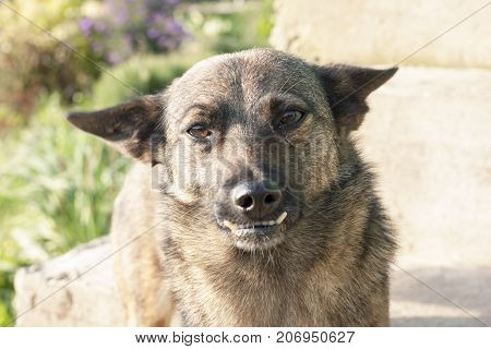 The Look. dog with wrong teeth, close-up, close-up