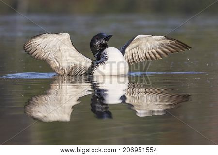 Common Loon In Partial Molt Flapping Its Wings After Preening In Late Summer - Ontario, Canada