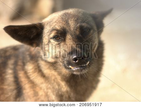 The Look. dog with wrong teeth, close-up, close-up