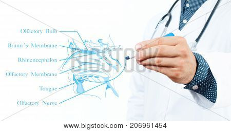 Doctor. Medicine Concept. Olfactory System.
