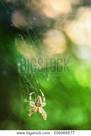 European cross spider sitting on web nature background