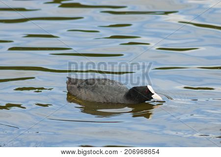 Eurasian coot Fulica atra swimming in pond close-up portrait selective focus shallow DOF.