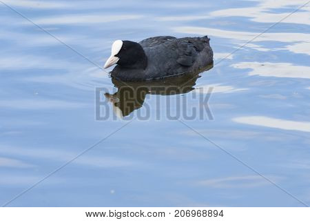 Eurasian coot Fulica atra swimming in pond close-up portrait selective focus shallow DOF.