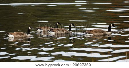 Group of canada goose swimming together in green water
