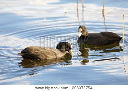 Two coot bird swimming in the water
