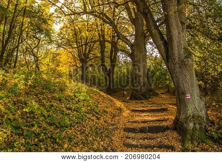 Autumn fall steps covered by orange leaf blanket. Touristic trail in Czech Paradise Turnov. Czech Republic