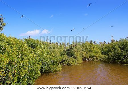 fregat fugl reproduktion i Contoy island mangrover Quintana Roo