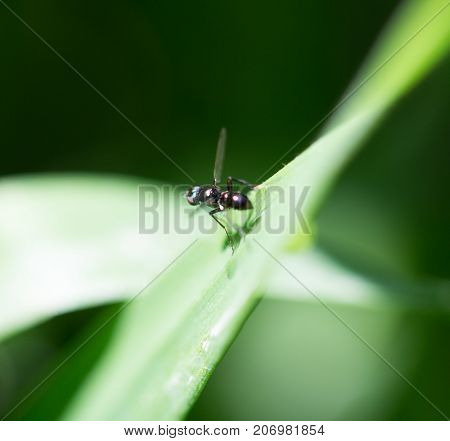 fly in the grass. macro . In the park in nature