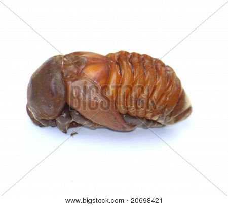 Caterpillar