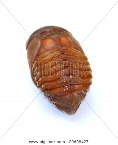 Caterpilla