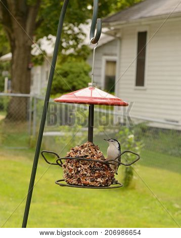 Nuthatch on a feeder