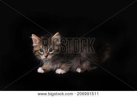 Adorable Maincoon Kitten With Big Eyes